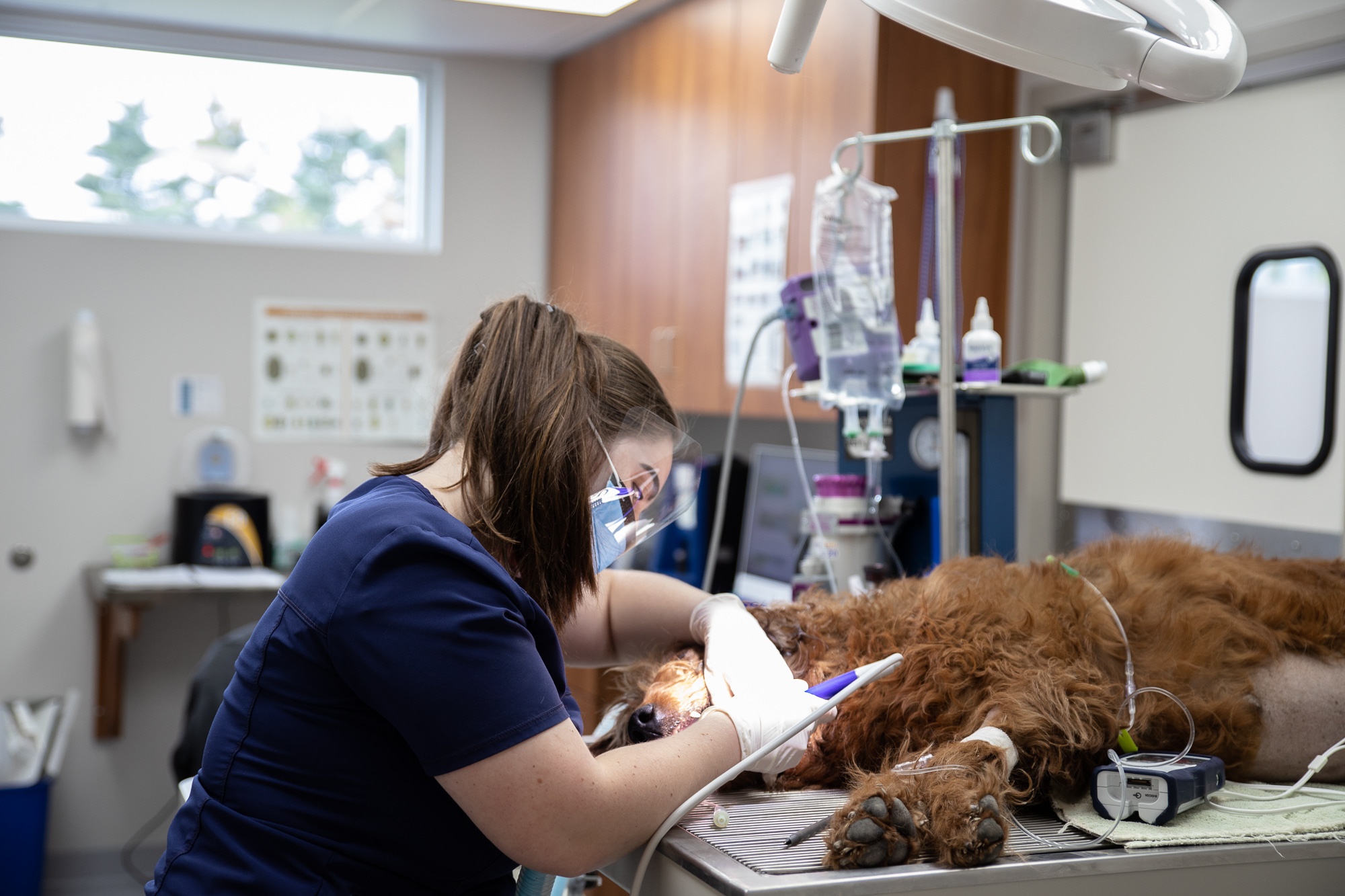 Animal Dentistry in Milford, IN | Milford Animal Clinic